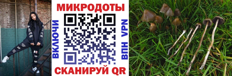 Галлюциногенные грибы Psilocybe  Снежногорск 